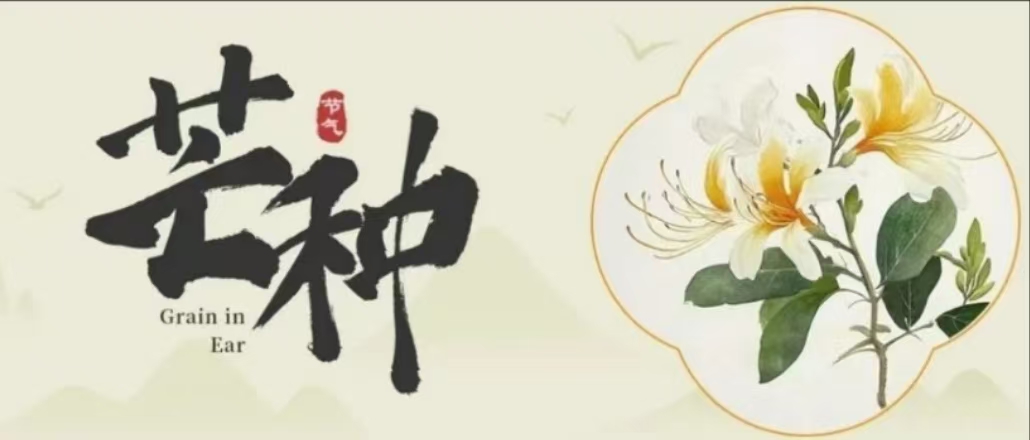 芒种|时雨及芒种，四野皆插秧